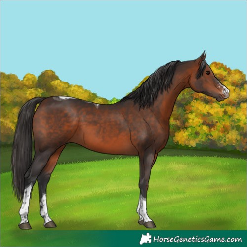 Horse Color:Bay Sabino Tobiano