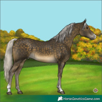 Horse Color:Silver Buckskin Sabino 
