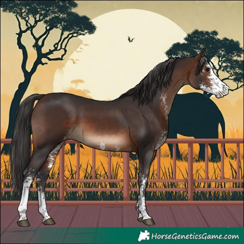 Horse Color:Brown Sabino
