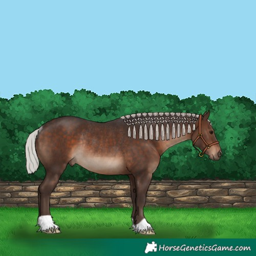 Horse Color:Silver Brown Rabicano 