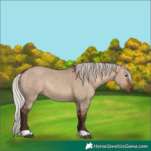 Horse Color:Silver Brown Dun Rabicano