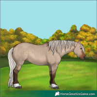 Horse Color:Silver Brown Dun Rabicano 