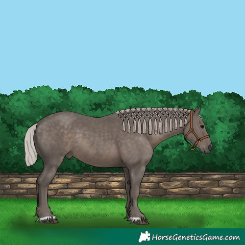 Horse Color:Silver Black Rabicano