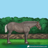 Horse Color:Silver Black Rabicano 