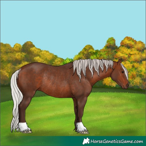 Horse Color:Silver Bay Rabicano