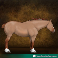 Horse Color:Red Dun 