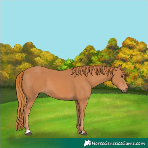 Horse Color:Chestnut 