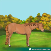 Horse Color:Chestnut 