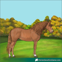 Horse Color:Chestnut 