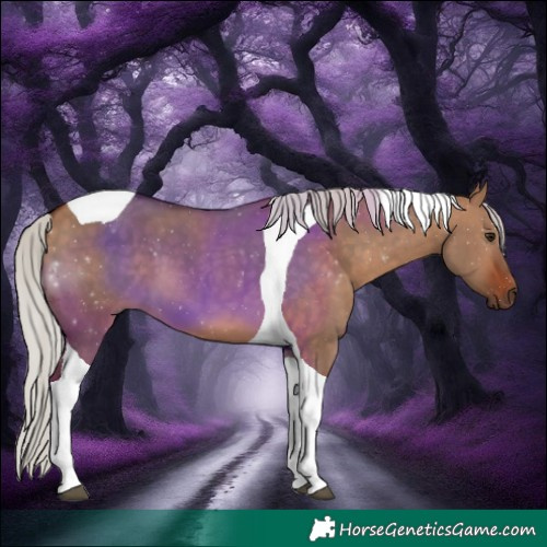 Horse Color:Silver Bay Dun Tobiano 