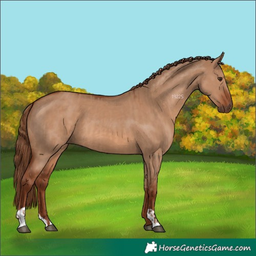 Horse Color:Red Dun  and Red Dun 