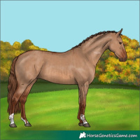 Horse Color:Red Dun and Red Dun