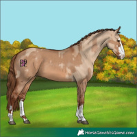 Horse Color:Red Dun and Red Dun