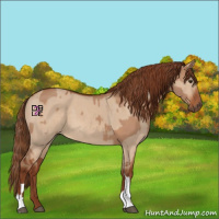 Horse Color:Red Dun  and Red Dun 
