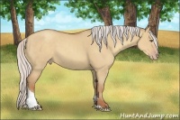 Horse Color:Silver Classic Champagne Dun Sabino Tobiano