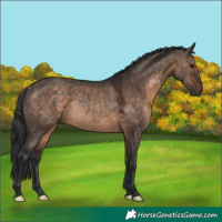 Horse Color:Brown Dun Rabicano