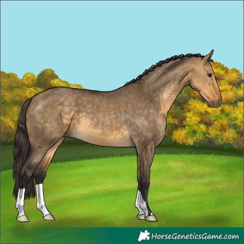 Horse Color:Buckskin Dun 