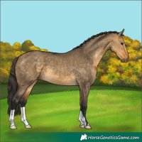 Horse Color:Buckskin Dun 
