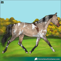Horse Color:White Spotted Brown Dun 