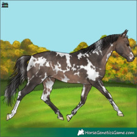 Horse Color:White Spotted Brown