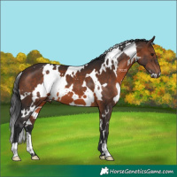Horse Color:White Spotted Brown 