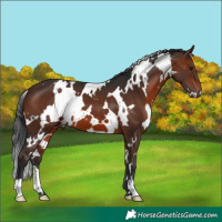 Horse Color:White Spotted Brown 