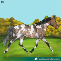 Horse Color:White Spotted Brown Dun Rabicano 