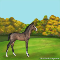 Horse Color:Brown Dun Sabino