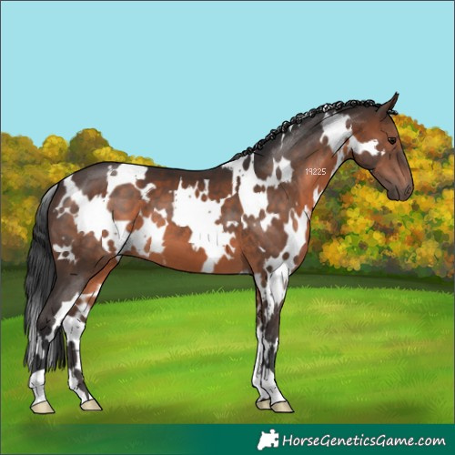 Horse Color:White Spotted Brown