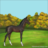 Horse Color:Brown 