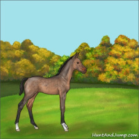 Horse Color:Brown Dun