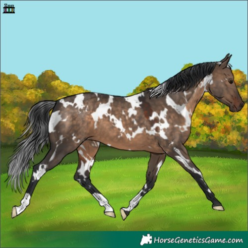 Horse Color:White Spotted Brown Dun