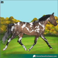 Horse Color:White Spotted Brown Dun
