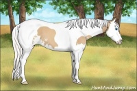 Horse Color:Silver Classic Champagne Sabino Splash Tobiano