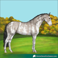 Horse Color:Brown Dun Sabino Rabicano 