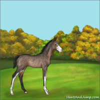 Horse Color:Brown Dun Sabino Rabicano