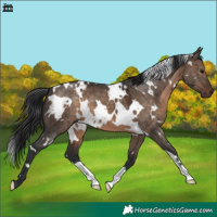 Horse Color:White Spotted Brown Dun 