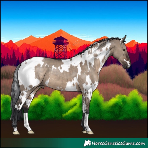 Horse Color:White Spotted Brown Dun 