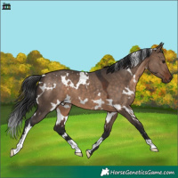 Horse Color:White Spotted Brown Dun 