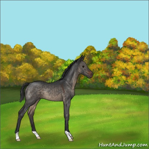 Horse Color:Brown Dun