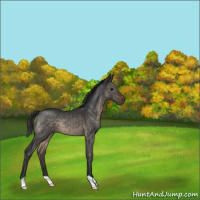 Horse Color:Brown Dun