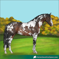Horse Color:White Spotted Brown Rabicano 