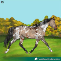 Horse Color:White Spotted Brown Dun Brindle