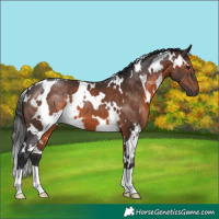 Horse Color:White Spotted Brown 