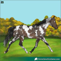 Horse Color:White Spotted Brown Dun Brindle