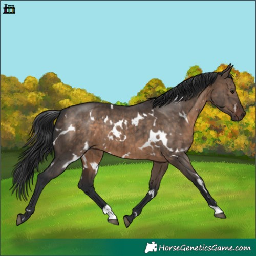 Horse Color:White Spotted Brown Dun Brindle
