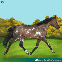 Horse Color:White Spotted Brown Dun Brindle