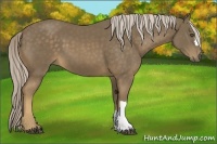 Horse Color:Chocolate Palomino 