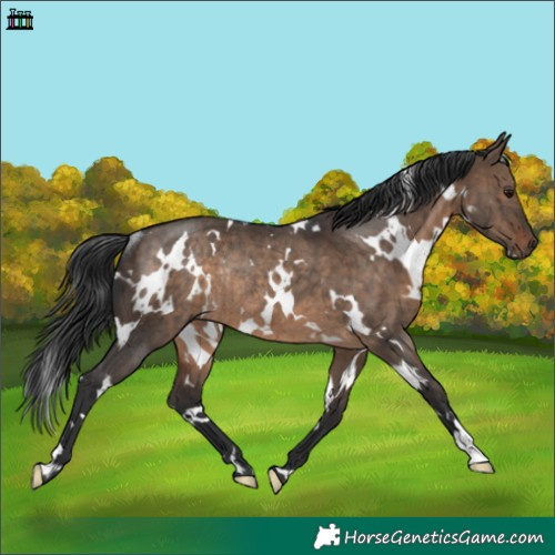Horse Color:White Spotted Brown Dun Rabicano Brindle 