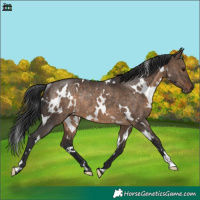 Horse Color:White Spotted Brown Dun Rabicano Brindle 
